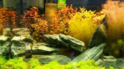 Dekoration im Aquarium Meine Ruhezone