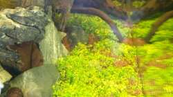 Aquarium Meine Ruhezone