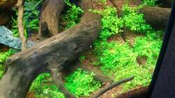 Hemianthus callitrichoides ´cuba´