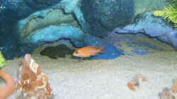 Besatz im Aquarium -MALAWI-BECKEN-