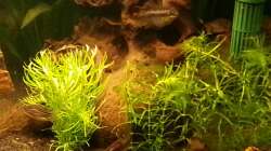 Home of the Purple..