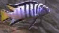 Besatz im Aquarium Becken 1997
