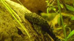 Besatz im Aquarium KaFi