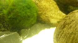 Dekoration im Aquarium KaFi