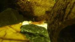 Besatz im Aquarium KaFi