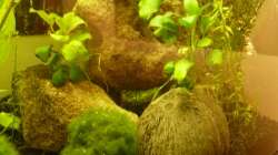 Dekoration im Aquarium KaFi