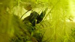 Während der Eiablage 