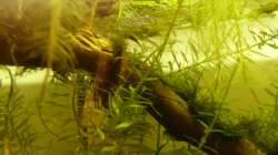 schaumnest von unten