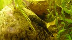 Besatz im Aquarium KaFi