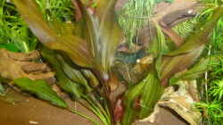 Pflanzen im Aquarium Becken 19991