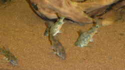 Corydoras paleatus