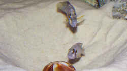 Altolamprologus compressiceps Sumbu Shell