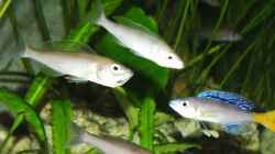 Cyprichromis leptosoma Blue Flash mit drei Weibchen