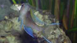 Paracyprichromis nigripinnis Blue Neon