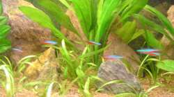 Pflanzen im Aquarium Red Stones