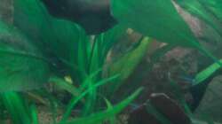 Pflanzen im Aquarium Red Stones