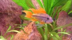 Besatz im Aquarium Red Stones