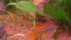 Besatz im Aquarium Red Stones