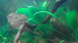 Pflanzen im Aquarium Red Stones