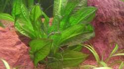 Pflanzen im Aquarium Red Stones