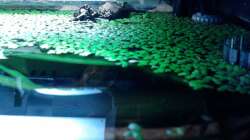 Dekoration im Aquarium Red Stones