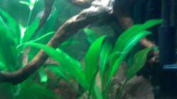 Das Einrichtungsbeispiel muss... mind. 15 Bildunterschriften enthalten.