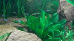 Das Einrichtungsbeispiel muss... mind. 15 Bildunterschriften enthalten.