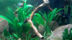 Das Einrichtungsbeispiel muss... mind. 15 Bildunterschriften enthalten.