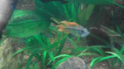 Pflanzen im Aquarium Red Stones