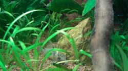 Besatz im Aquarium Red Stones