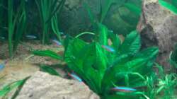 Das Einrichtungsbeispiel muss... mind. 15 Bildunterschriften enthalten.