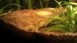 Besatz im Aquarium Red Stones