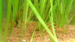 Pflanzen im Aquarium Red Stones