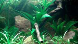 Dekoration im Aquarium Red Stones