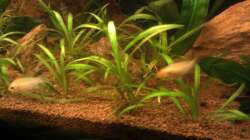 Besatz im Aquarium Red Stones