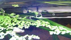 Pflanzen im Aquarium Red Stones