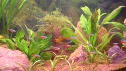 Besatz im Aquarium Red Stones