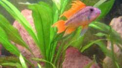 Besatz im Aquarium Red Stones