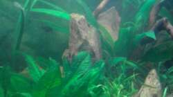 Pflanzen im Aquarium Red Stones