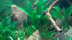 Das Einrichtungsbeispiel muss... mind. 15 Bildunterschriften enthalten.