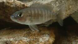 Sciaenochromis fryeri Weibchen