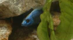 Sciaenochromis fryeri Bock