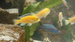 Yellows und Sciaenochromis fryeri