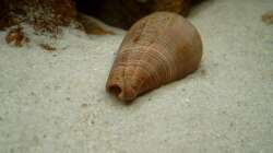 dickes Kegelschneckenhaus