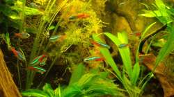 Besatz im Aquarium Pflanzen da rein Tank