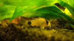 Besatz im Aquarium Pflanzen da rein Tank