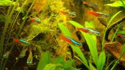 Besatz im Aquarium Pflanzen da rein Tank