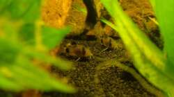 Besatz im Aquarium Pflanzen da rein Tank