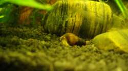 Besatz im Aquarium Pflanzen da rein Tank