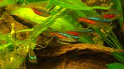 Besatz im Aquarium Pflanzen da rein Tank